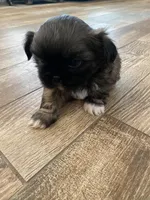 Sammy, a male Shih Tzu for sale in Oktaha, OK – Photo 4 of 5