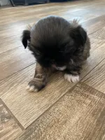 Sammy, a male Shih Tzu for sale in Oktaha, OK – Photo 2 of 5