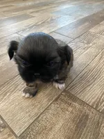 Sammy, a male Shih Tzu for sale in Oktaha, OK – Photo 5 of 5