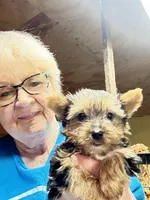 Izzy, a female Yorkshire Terrier for sale in Oktaha, OK – Photo 3 of 5