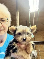 Izzy, a female Yorkshire Terrier for sale in Oktaha, OK – Photo 2 of 5