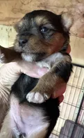Izzy, a female Yorkshire Terrier for sale in Oktaha, OK – Photo 4 of 5