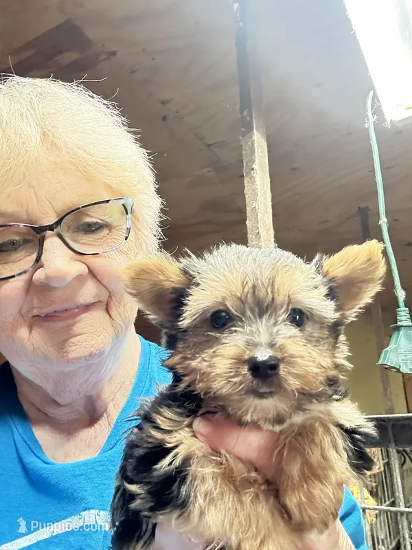 Izzy – Yorkshire Terrier puppy for sale in Oktaha, OK