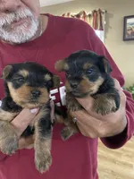 Teddy, a male Yorkshire Terrier for sale in Oktaha, OK – Photo 4 of 4