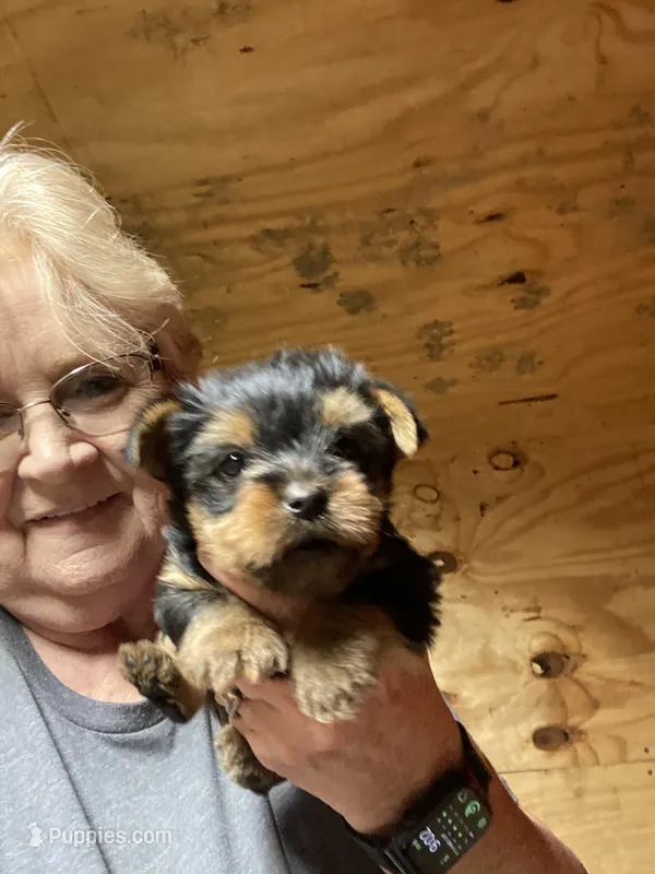 Teddy, a male Yorkshire Terrier for sale in Oktaha, OK – Photo 1 of 4