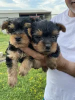 Teddy, a male Yorkshire Terrier for sale in Oktaha, OK – Photo 2 of 4