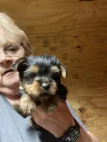 Teddy, a male Yorkshire Terrier for sale in Oktaha, OK – Photo 3 of 4
