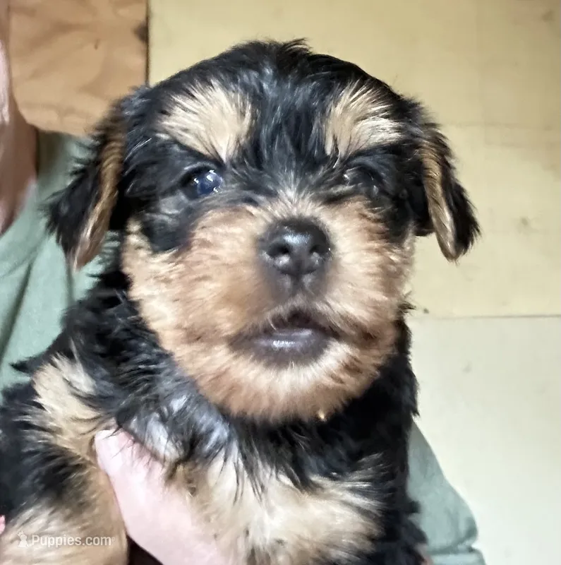 Bandit – Yorkshire Terrier puppy for sale in Oktaha, OK