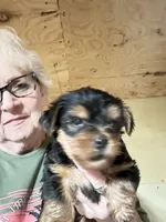 BART , a male Yorkshire Terrier for sale in Oktaha, OK – 4 of 5