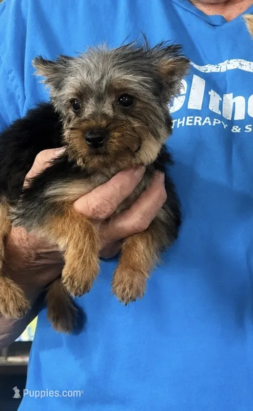 Teddy Bear – Yorkshire Terrier puppy for sale in Oktaha, OK