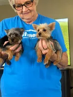 Teddy Bear, a male Yorkshire Terrier for sale in Oktaha, OK – 7 of 8