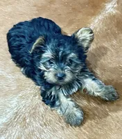 Chloe, a female Yorkshire Terrier for sale in Oktaha, OK – 6 of 6