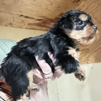 Bandit, a male Yorkshire Terrier for sale in Oktaha, OK – 5 of 6