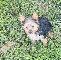 Izzy, a female Yorkshire Terrier for sale in Oktaha, OK – 4 of 6