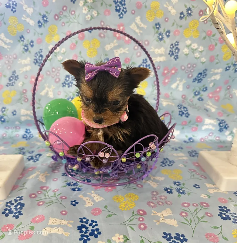 Bitsy – Yorkshire Terrier puppy for sale in Oktaha, OK