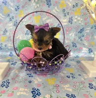 Bitsy, a female Yorkshire Terrier for sale in Oktaha, OK – Photo 1 of 10