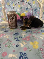 Bitsy, a female Yorkshire Terrier for sale in Oktaha, OK – Photo 10 of 10