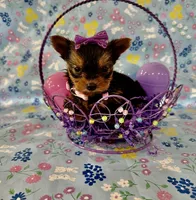 Bitsy, a female Yorkshire Terrier for sale in Oktaha, OK – Photo 3 of 10