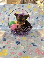 Bitsy, a female Yorkshire Terrier for sale in Oktaha, OK – Photo 2 of 10