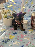 Bitsy, a female Yorkshire Terrier for sale in Oktaha, OK – Photo 6 of 10