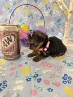 Bitsy, a female Yorkshire Terrier for sale in Oktaha, OK – Photo 5 of 10
