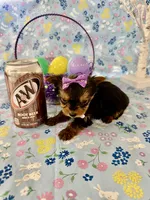 Bitsy, a female Yorkshire Terrier for sale in Oktaha, OK – Photo 9 of 10