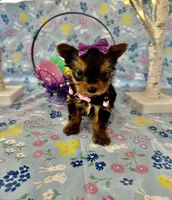 Bitsy, a female Yorkshire Terrier for sale in Oktaha, OK – Photo 8 of 10