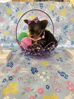 Bitsy, a female Yorkshire Terrier for sale in Oktaha, OK – Photo 4 of 10
