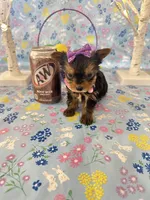 Bitsy, a female Yorkshire Terrier for sale in Oktaha, OK – Photo 7 of 10