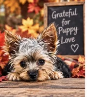 Mister, a male Yorkshire Terrier for sale in Oktaha, OK – 6 of 9