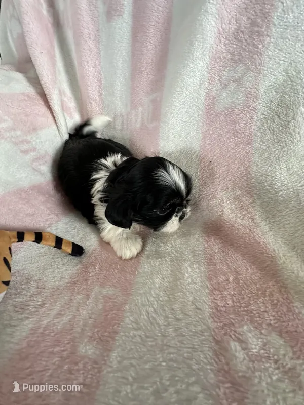 Buffy, a female Shih Tzu for sale in Oktaha, OK – Photo 1 of 7
