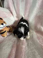 Buffy, a female Shih Tzu for sale in Oktaha, OK – Photo 7 of 7