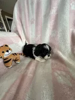 Buffy, a female Shih Tzu for sale in Oktaha, OK – Photo 4 of 7