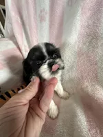 Buffy, a female Shih Tzu for sale in Oktaha, OK – Photo 3 of 7