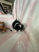 Buffy, a female Shih Tzu for sale in Oktaha, OK – Photo 6 of 7