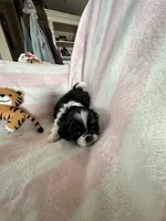 Buffy, a female Shih Tzu for sale in Oktaha, OK – Photo 2 of 7