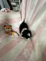 Buffy, a female Shih Tzu for sale in Oktaha, OK – Photo 5 of 7