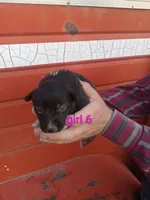 Girl 6, a female Australian Cattle Dog and Border Collie for sale in Delta, CO – 1 of 3