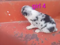 Girl 4, a female Australian Cattle Dog and Border Collie for sale in Delta, CO – 3 of 3