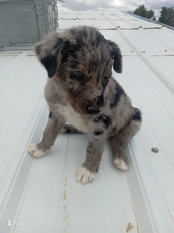 Boy 3 – Australian Cattle Dog, Border Collie puppy for sale in Delta, CO