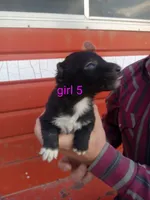 Girl 5, a female Australian Cattle Dog and Border Collie for sale in Delta, CO – 2 of 2