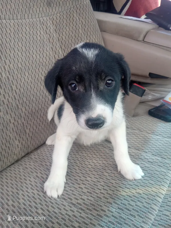 Boy 2 – Australian Cattle Dog, Border Collie puppy for sale in Delta, CO