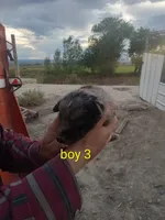 Boy 3, a male Australian Cattle Dog and Border Collie for sale in Delta, CO – 2 of 2