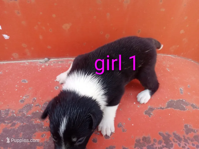 Girl 1 – Australian Cattle Dog, Border Collie puppy for sale in Delta, CO