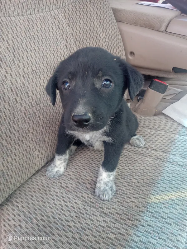 Girl 6 – Australian Cattle Dog, Border Collie puppy for sale in Delta, CO