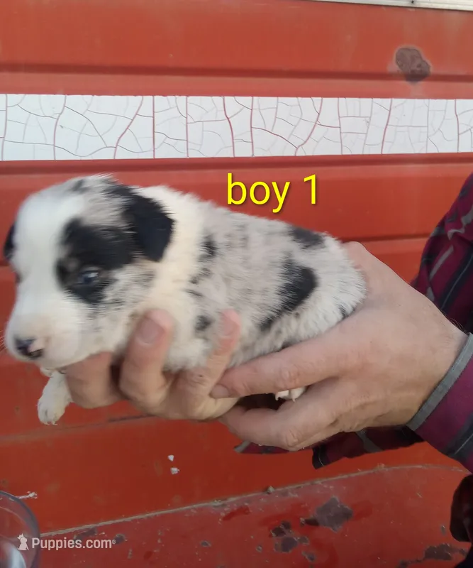 Boy 1 – Australian Cattle Dog, Border Collie puppy for sale in Delta, CO