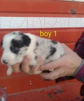 Boy 1, a male Australian Cattle Dog and Border Collie for sale in Delta, CO – 1 of 2