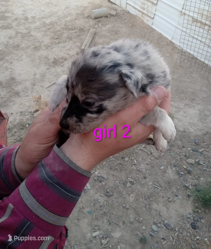 Girl 2 – Australian Cattle Dog, Border Collie puppy for sale in Delta, CO