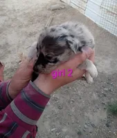 Girl 2, a female Australian Cattle Dog and Border Collie for sale in Delta, CO – 1 of 3