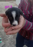 Girl 3, a female Australian Cattle Dog and Border Collie for sale in Delta, CO – 1 of 3